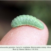 athamanthia japhethica larva4c